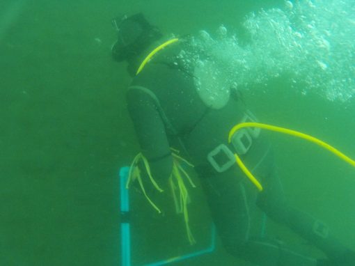 BUZO MARISCADOR INTERMEDIO
